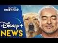 “Cesar Millan: Better Human Better Dog” Coming Soon To Disney+ | Disney Plus News