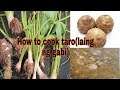 Luto sa laing (how to cook taro stem)laing recipe Lutong bukid Panlasang Pinoy