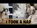 I Took A Nap Tiktok Videos (I Took a Nap Challenge) (Dogs and Cats)