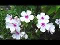 How to grow Phlox flowers from seeds