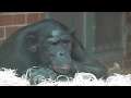 Twycross Zoo - mo' bonobos