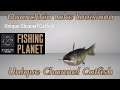 Unique Channel Catfish - Quanchkin Lake Louisiana - Fishing Planet Guide