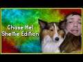 Chase me! Sheltie Dog Cute Playtime Video Funny Animal #Shorts