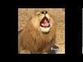 Cranky Lion (Vine)