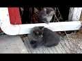 another kitten video