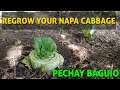 REGROW YOUR NAPA CABBAGE | PECHAY BAGUIO | CHINESE CABBAGE | PROGRESS #shorts