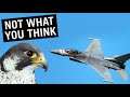 How to Avoid Bird Strikes #shorts