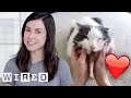 Researcher Explains Why Cats May Like Their Owners as Much as Dogs | WIRED
