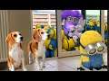 Minion in REAL LIFE vs DOGS PRANK