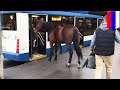 Lonely Russian horse tries to get on a bus - TomoNews