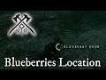 Blueberries Location - Sinanovic Farm - New World