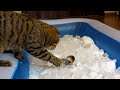 Cat vs Ice Bath Challenge - Can Rory walk on snow?