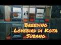 LOVEBIRD Breeding di Kota Subang