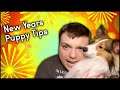 New Years 2020 Dog Safety Tips | Keep your dog safe and Stress Free | MumblesVideos Pupdate #42