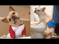 Funny and Cute French Bulldog Puppies Compilation - Funny Dogs
