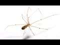Giant Bath Spider - Longest Spider Legs Ever - Share This #shorts