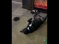 You're not dead dude, tail is moving. Watch video of dog playing dead on owner's command