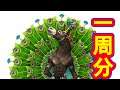 【D2メガテン】アドラメレクを1周分引きます!