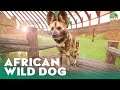 African Wild Dog Habitat - Savanna Dome - Planet Zoo Gameplay