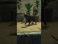 Cat & Mouse in Far Cry 6 #shorts