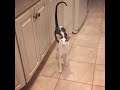 Dobby cat