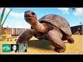 🦓 Aldabra Giant Tortoise Habitat | Let's play Planet Zoo Franchise Mode | BETA | #3