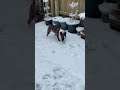 My sisters Bull Terrier playing in the snow for the first time