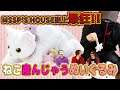【ねこ産んじゃった!】驚異の展開!!こねこ誕生の瞬間に立ち会ってみた!【MSSP/M.S.S Project】