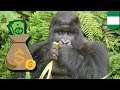 Armed robbers, not gorilla, stole $22,000 from Nigeria zoo - TomoNews
