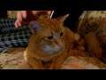 I Was Saved From Loneliness By My New Cat Bartholomew!