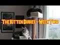 The Kitten Diaries - Week Two