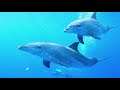 Best Relaxing Music , Deep  Sleeping Music, Stress, Meditation Music   Coral Reef Dolphins   2021