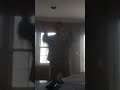 the wiggles . dry bones .dan's dance video