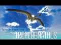 Tropeognathus - Terror From The Sky - New Beasts of Bermuda Creature