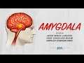 Amygdala - Short Film