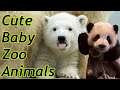 Cute Baby Zoo Animals Of The Month February 2020