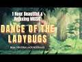 1 Hour Beautiful & Relaxing Music From Hoa - Dance of The Ladybugs