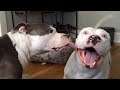 Funny Pitbull - Funny Dog Videos that Make You Burst Into Tears Laughing 😂