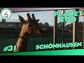 Giraffen und Zebras #31 «» Schönhausen Zoo 🦍 - PLANET ZOO Herausforderung | Deutsch German