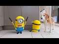 😍🍌 MINIONS IN REAL LIFE COMPILATION 4 🍌😍