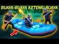 BUAYA-BUAYA KETEMU BUAYA!!