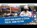 HEBOH Babi Ngepet di Depok, Polisi : Seperti Babi Hutan