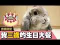 【麥樂雞餐】三歲生日蛋糕😰麥樂雞的反應...? | 荷蘭垂耳兔