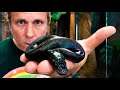 A SOLID BLACK BALL PYTHON HATCHED!!! RARE AND GORGEOUS SNAKE!! | BRIAN BARCZYK