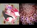 [符卡筆記本]  蕾米莉亞·斯卡蕾特「Red Magic/紅色幻想鄉」