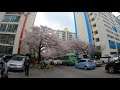 【4K】Cherry Blossom in Namcheondong #3, Busan, Korea in 4K Ultra HD