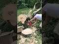 cutting up a tree with a chainsaw with 2PurpleSwitchs