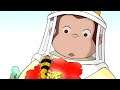Jorge el Curioso en Español 🐵 Tienen en Común las Abejas y los Osos 🐵Caricaturas para Niños