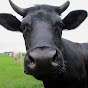 LowIntBlackCow