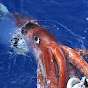 Squid 